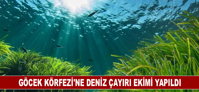 Göcek Körfezi'ne deniz çayırı ekimi yapıldı