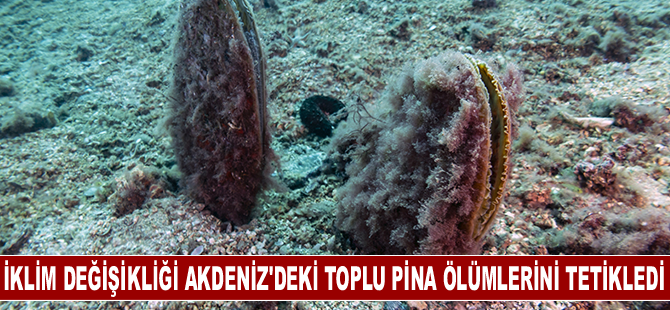 İklim değişikliği Akdeniz'deki toplu pina ölümlerini tetikledi