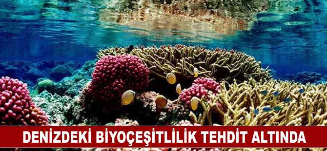 Denizdeki biyoçeşitlilik tehdit altında