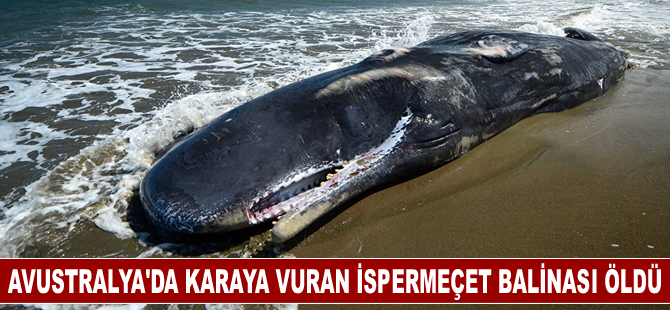 Avustralya'da karaya vuran ispermeçet balinası öldü