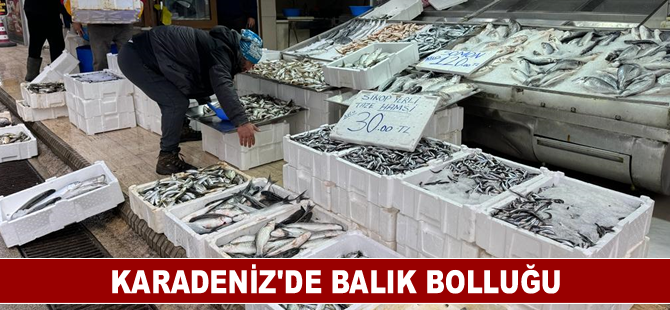 Karadeniz'de balık bolluğu