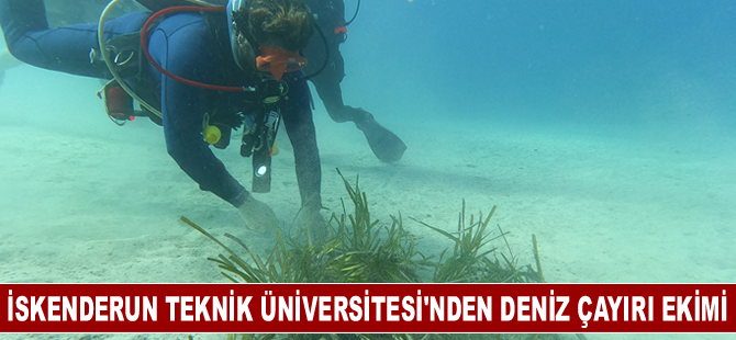 İskenderun Teknik Üniversitesi deniz çayırı ekimi gerçekleştirdi