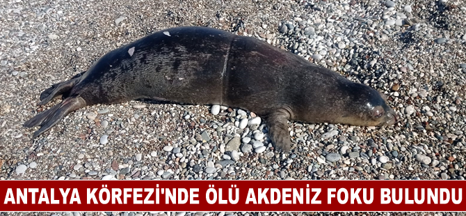 Antalya Körfezi'nde ölü Akdeniz foku bulundu