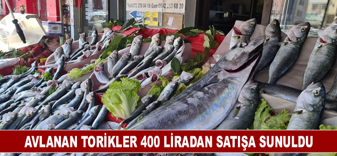 Avlanan torikler tanesi 400 liradan satışa sunuldu