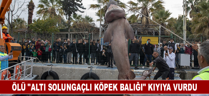 Ölü "altı solungaçlı köpek balığı" kıyıya vurdu