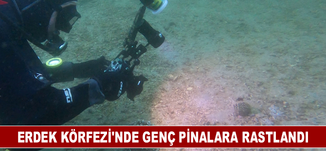 Erdek Körfezi'nde "denizlerin doğal filtresi" genç pinalara rastlandı