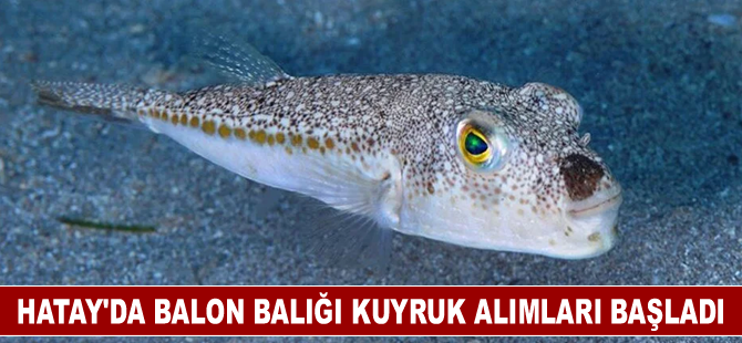 Hatay'da balon balığı kuyruk alımları başladı