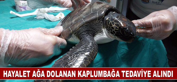 Hayalet ağa dolanan kaplumbağa tedaviye alındı