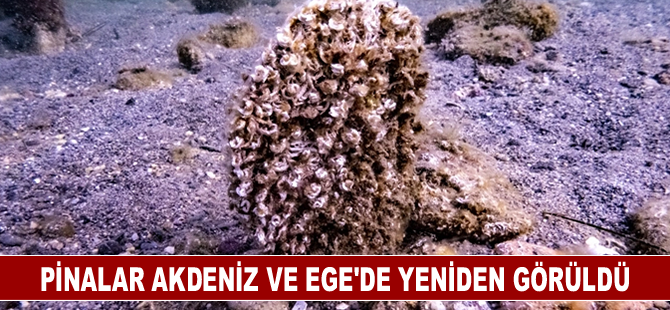 Pinalar Akdeniz ve Ege'de yeniden görüldü