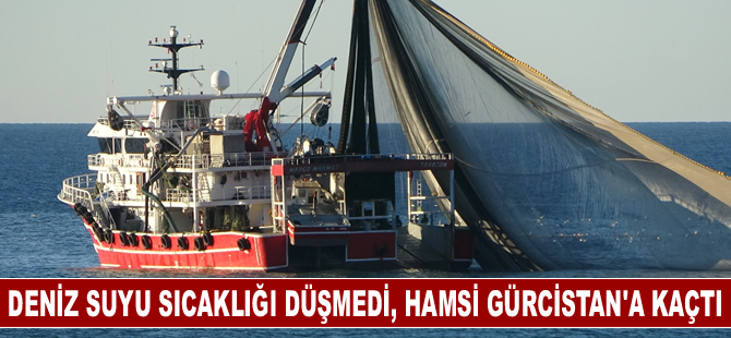 Hava sıcaklıkları deniz suyunu etkiledi, hamsi Gürcistan'a kaçtı