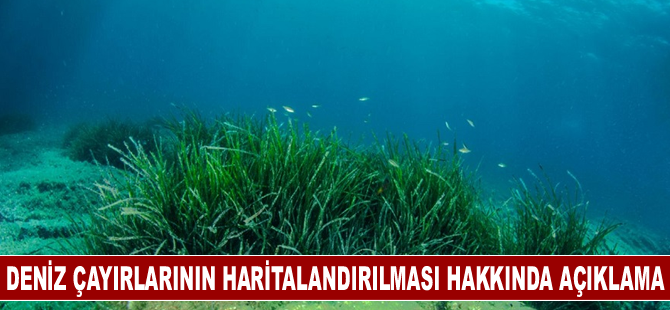 Karadeniz'de deniz çayırlarının haritalandırılacağı proje toplantısının sonuç bildirgesi açıklandı