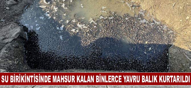 Menfezdeki su birikintisinde mahsur kalan binlerce yavru balık kurtarıldı