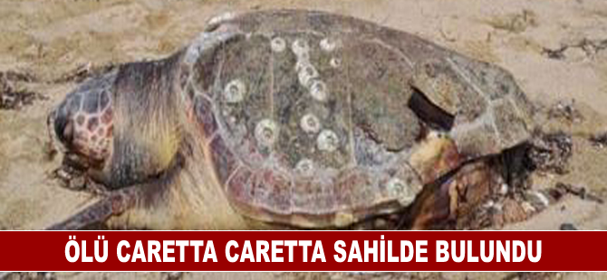 Ölü Caretta Caretta sahilde bulundu