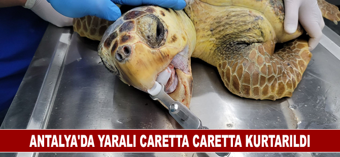 Antalya'da yaralı caretta caretta kurtarıldı