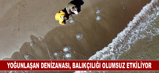 Yoğunlaşan denizanası, balıkçılığı olumsuz etkiliyor