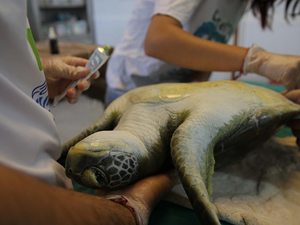 DEKAMER, 16 yılda 360 deniz kaplumbağası tedavi etti
