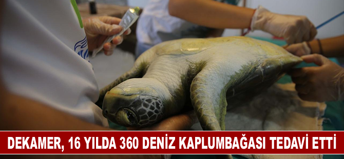 DEKAMER, 16 yılda 360 deniz kaplumbağası tedavi etti