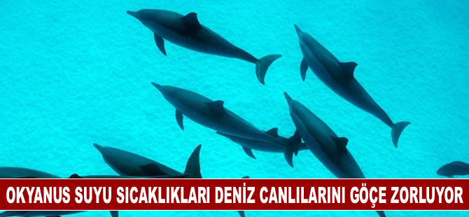 Okyanus suyu sıcaklıkları deniz canlılarını göçe zorluyor