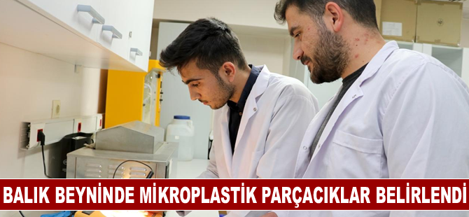 Su canlıları araştırmasında balık beyninde mikroplastik parçacıklar belirlendi