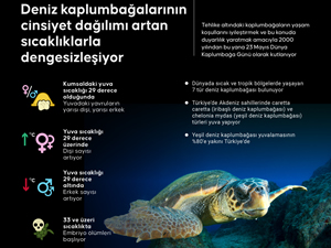 Deniz kaplumbağalarının cinsiyet dağılımı dengesizleşiyor