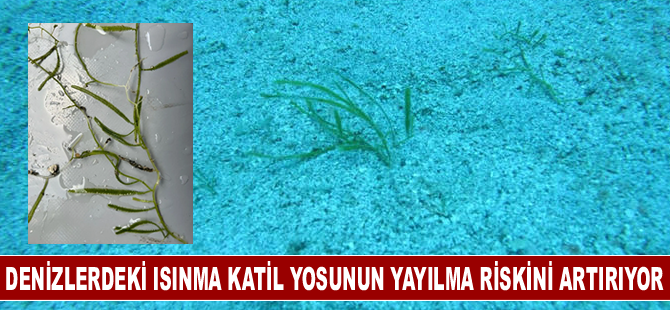 Denizlerdeki ısınma katil yosunun yayılma riskini artırıyor