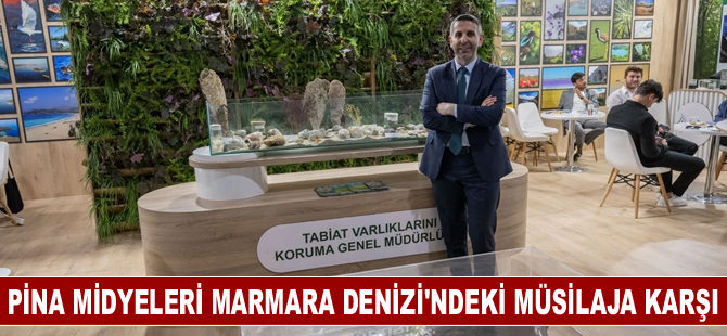 Pina midyeleri Marmara Denizi'ndeki müsilaja karşı