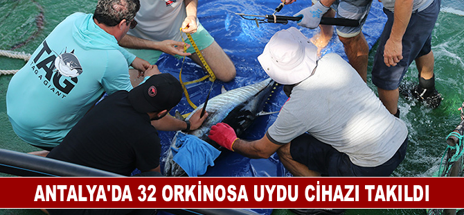 Antalya'da 32 orkinosa uydu cihazı takıldı