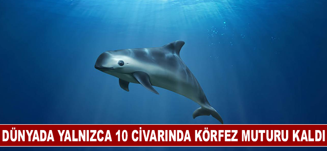 Dünyada yalnızca 10 civarında körfez muturu kaldı