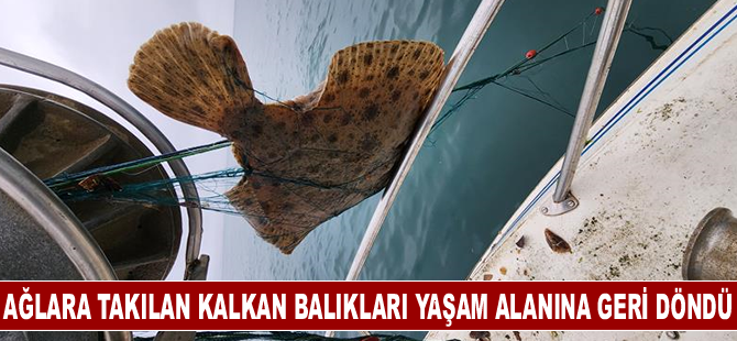 Ağlara takılan kalkan balıkları yaşam alanına geri döndü