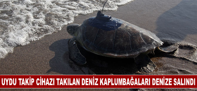 Uydu takip cihazı takılan deniz kaplumbağaları denize salındı