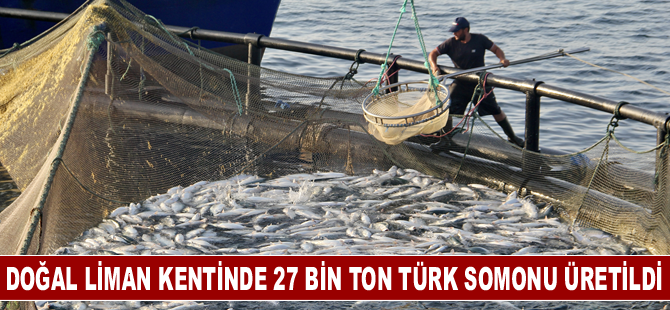 Doğal liman kenti Sinop'ta, geçen yıl 27 bin ton Türk somonu üretildi