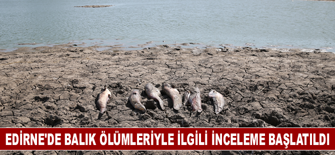 Edirne'de balık ölümleriyle ilgili inceleme başlatıldı