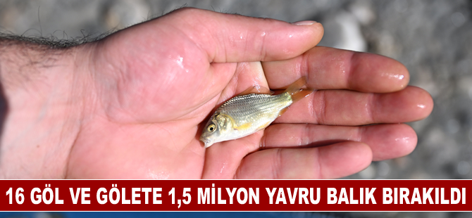 Kayseri'de 16 göl ve gölete 1,5 milyon yavru balık bırakıldı