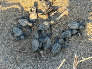 Yuvalarından çıkan caretta caretta yavrularının denize yolculuğu görüntülendi