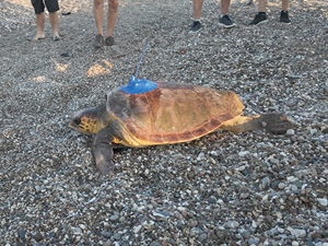 Uydu cihazı takılan caretta carettalar denize bırakıldı