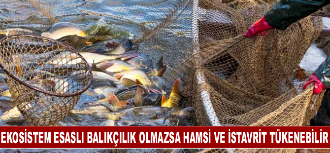 Ekosistem esaslı balıkçılık olmazsa hamsi ve istavrit tükenebilir