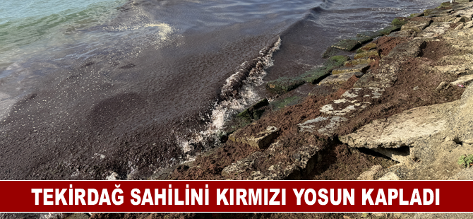 Tekirdağ sahilini kırmızı yosun kapladı