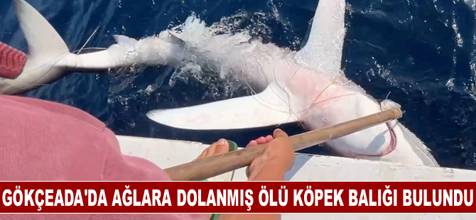 Gökçeada'da ağlara dolanmış ölü köpek balığı bulundu