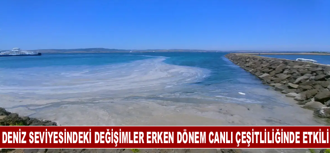 Deniz seviyesindeki değişimler erken dönem canlı çeşitliliğinde etkili