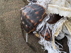 Çuvala dolanan caretta caretta yavrusu kurtarıldı