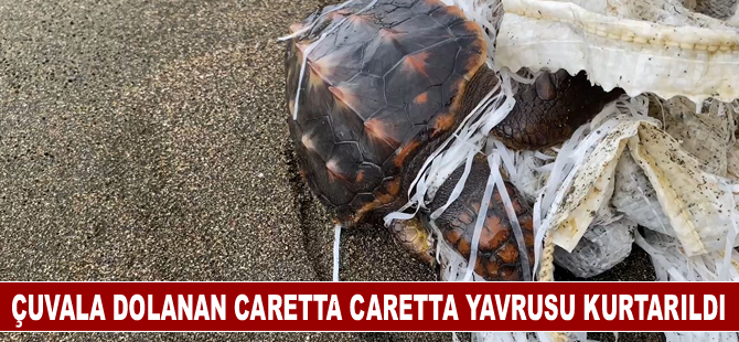 Çuvala dolanan caretta caretta yavrusu kurtarıldı