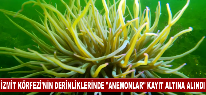 İzmit Körfezi'nin derinliklerinde "anemonlar" kayıt altına alındı