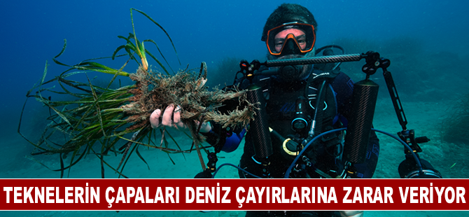 Teknelerin çapaları "Akdeniz'in akciğerleri" deniz çayırlarına zarar veriyor