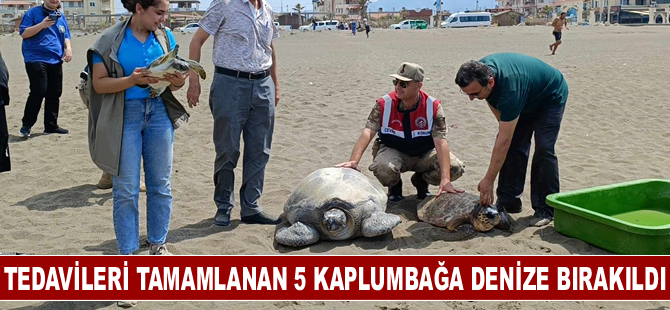 Tedavileri tamamlanan 5 kaplumbağa denize bırakıldı