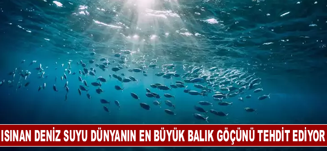 Güney Afrika'da ısınan deniz suyu dünyanın en büyük balık göçünü tehdit ediyor