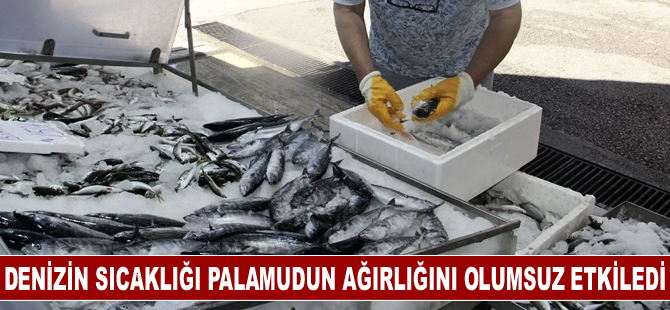 Deniz suyu sıcaklığı palamudun ağırlığını olumsuz etkiledi