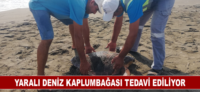 Hatay'da yaralı deniz kaplumbağası tedavi ediliyor