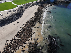 Yüzlerce deniz aslanı California'nın San Carlos sahilini "istila etti"