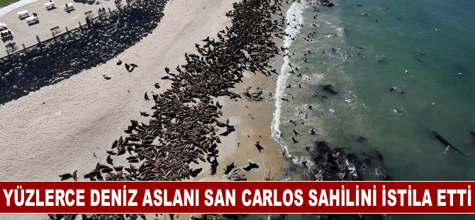 Yüzlerce deniz aslanı California'nın San Carlos sahilini "istila etti"