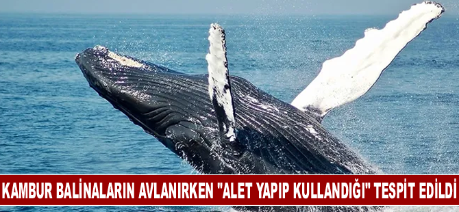 Kambur balinaların avlanırken "alet yapıp kullandığı" tespit edildi